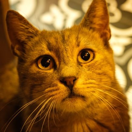 moja_cororin9's profile picture. 