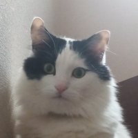 nico (@wo0dbzq2er57544) 's Twitter Profile