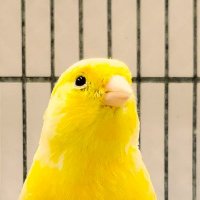 hyuga (@_hyugak) 's Twitter Profile