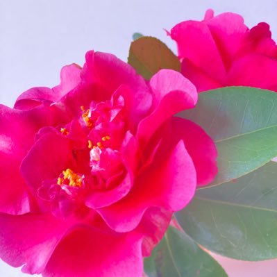 はな 🌸さんのプロフィール画像