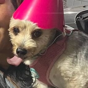 maryaeloisa's profile picture. eu tento ser low profile / all i wanna do is travel the world and look hot