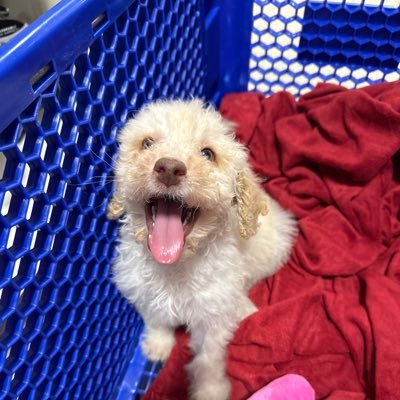 meanman55's profile picture. Veteran USAF, Lover of Country, Papa , Conservative, Follower of Jesus.