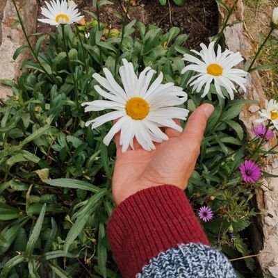 0PiedraPomez's profile picture. Con gatos consentidos, director creativo, satírico, sarcástico y cada vez menos dramático, con temor de Dios y coda vez con menos tuits.