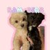 らむベアちゃん/チワプー🐾 (@rambear_12) Twitter profile photo らむベアちゃん/チワプー🐾 (@rambear_12) Twitter profile photo