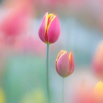 @Dear2025_