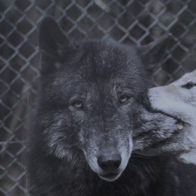 TheSpectaculum's profile picture. 