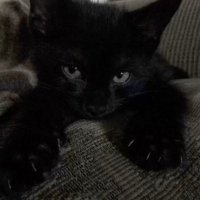азя (@bactriian) 's Twitter Profile Photo