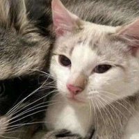 milie :3 lexi’s bff (@0o0_milie) 's Twitter Profile Photo milie :3 lexi’s bff (@0o0_milie) 's Twitter Profile Photo