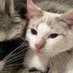 milie :3 lexi’s bff (@0o0_milie) Twitter profile photo
