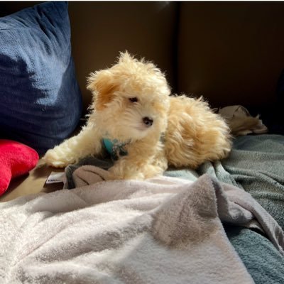 Married. Family. Dogs. Life. 🚫 MAGA. New account, but on Twitter since 2011. You might know me by a different handle.
