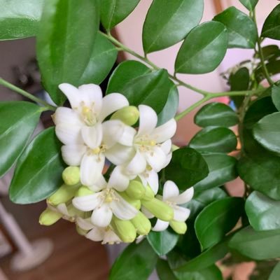 kabuyoooma's profile picture. 老後のために、いろいろコツコツ投資中📈💰✨