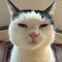 むう🐈🐾 (@toridorimiro) 's Twitter Profile Photo