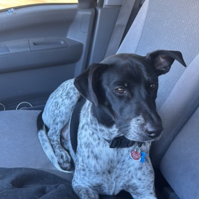 Am3ricaf1rst13's profile picture. #FATHER #TRUTHSEEKER #MAGA  🇺🇸 🦅