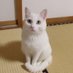 ねこさんかわいい (@rose_whiteheart) Twitter profile photo ねこさんかわいい (@rose_whiteheart) Twitter profile photo