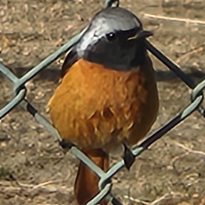 日本三大鳴鳥の一種。見た目は思っているよりきれいじゃない、だがそれがいい。アイコンの鳥さんはジョウビタキ🐤
ふじとざんのゲーム以外のアカウント。
※フォロワーは選ばせていただきます!