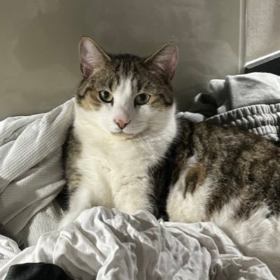 allbassam04's profile picture. currently building @sweatyapp