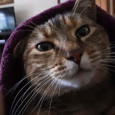 MDoinaa's profile picture. Traditionalist.