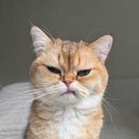 NFTGoku.eth ๐ฅ (@nft_goku) 's Twitter Profile