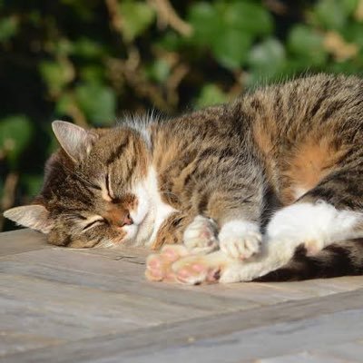 takarabune1953's profile picture. フォロバ100/ブルバ100/猫好き/ポケモンGO