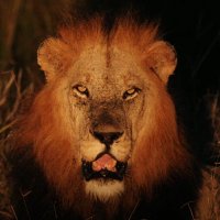 The Enlightened Boomer (@myblindlight) 's Twitter Profile