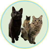 サビ猫ことちゃん (@kotochansabi) Twitter profile photo