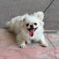 igzeecurl #フォロバ100 (@igzeecurl) 's Twitter Profile