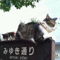 もこのすけ (@mocoomo) Twitter profile photo
