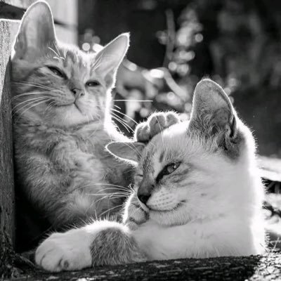 ze_jian11701's profile picture. アメショのあんこ5歳みと立ち耳スコもなか1歳みの日常を投稿しています/テレビや雑誌、ネットニュースなど各種メディアに年100回以上出演/ご依頼はDMお願いしま す T