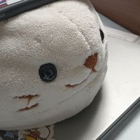 だんしろ (@kuporashidan) Twitter profile photo