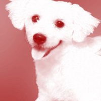 ¹¹⁸ Nina Snow ❄️🍎🌭🐺🦕 (@fluffybean2) 's Twitter Profile