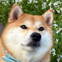 柴犬ちびこ🐾 (@chibi_and_co) 's Twitter Profile
