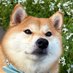 柴犬ちびこ🐾 (@chibi_and_co) Twitter profile photo 柴犬ちびこ🐾 (@chibi_and_co) Twitter profile photo