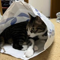 っぉぉぁ (@200a_reiten1ppm) 's Twitter Profile