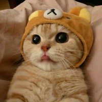 wgmidiot (Banned 7 times now liquidated also) (@wgmijesus) 's Twitter Profile