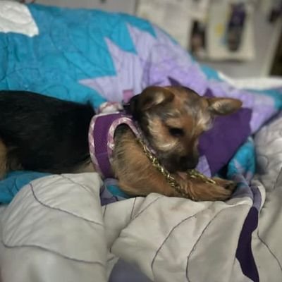 ReginaLunabryd's profile picture. 