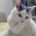 AUGUST (@pplopburi1867) Twitter profile photo AUGUST (@pplopburi1867) Twitter profile photo