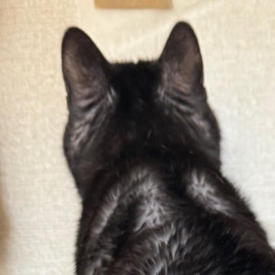 好き→猫、健康、筋トレ、人体、脳、宇宙、心理学、音楽、本、文房具/2024年聖徳通信心理学部3年編入。50歳までに公認心理師になる。