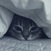 ねこ (@nekoz00) Twitter profile photo ねこ (@nekoz00) Twitter profile photo