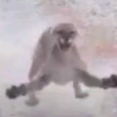 srwissuwrrnswa1's profile picture. 