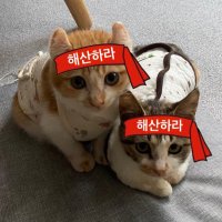 밤토리김미댓빗♡ (@kkukku0701) 's Twitter Profile Photo 밤토리김미댓빗♡ (@kkukku0701) 's Twitter Profile Photo