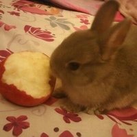 Beef Noodle (@stawberry_bunni) 's Twitter Profile Photo Beef Noodle (@stawberry_bunni) 's Twitter Profile Photo
