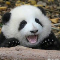 Xiao Wang (@sandy_wx95) 's Twitter Profile Photo Xiao Wang (@sandy_wx95) 's Twitter Profile Photo