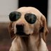 The Crypto Dog private ๐ (@the_c_d22) Twitter profile photo The Crypto Dog private ๐ (@the_c_d22) Twitter profile photo