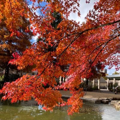 rrrrr_0222's profile picture. 2025.03.28 針生検 04.07 浸潤性乳管癌告知｜05.21 左乳房全摘,一次再建広背筋皮弁方｜ルミB リンパ節郭清なし｜ BRCA陰性｜妊孕性温存2回済｜オンコ35で化学療法07.30〜ddAC 4クール 10.16〜wPTX 12クール｜退職してニート｜愛猫とひとり｜未婚子なし関西(31)