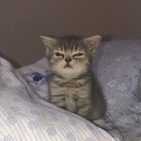 ade (@_hylld) Twitter profile photo