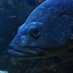 Lidl Kiwior Madueke (@lmadueke93482) Twitter profile photo Lidl Kiwior Madueke (@lmadueke93482) Twitter profile photo