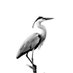 heron/trader (@heron_trader) Twitter profile photo heron/trader (@heron_trader) Twitter profile photo