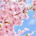 桜庭 ちか🌸シェルクラブウエスト (@spring_chika) Twitter profile photo 桜庭 ちか🌸シェルクラブウエスト (@spring_chika) Twitter profile photo