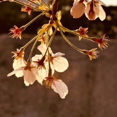時速40kmの椅子さんのプロフィール画像