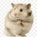 wiggle (@pocketratrat) Twitter profile photo wiggle (@pocketratrat) Twitter profile photo